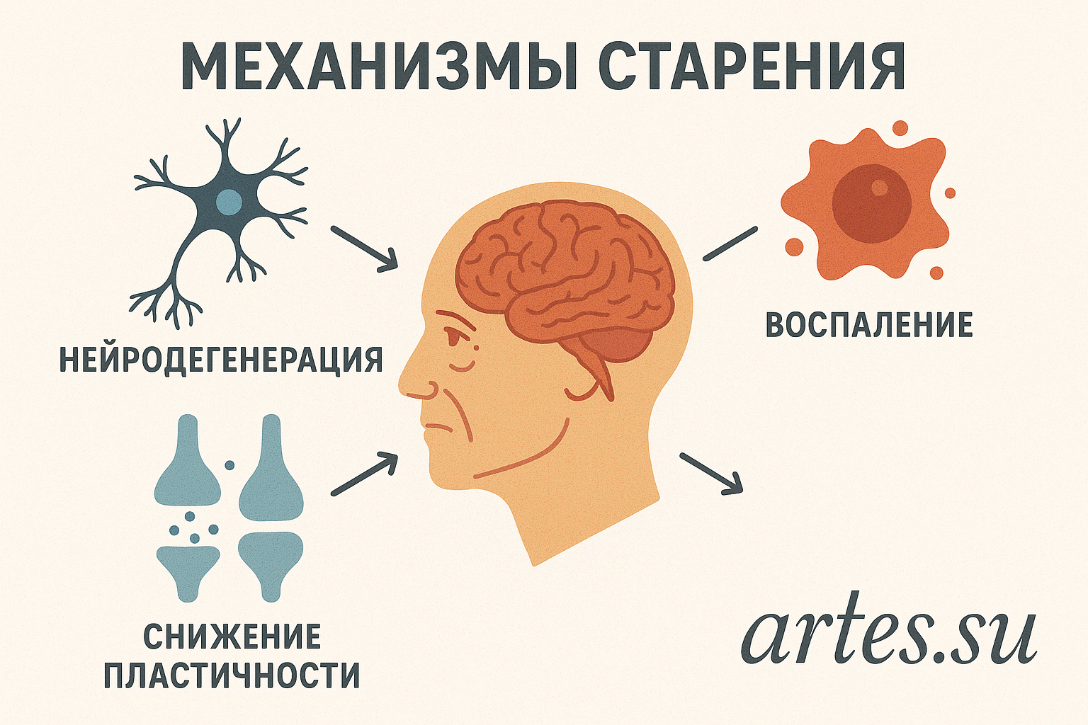 Старение мозга: как его можно замедлить