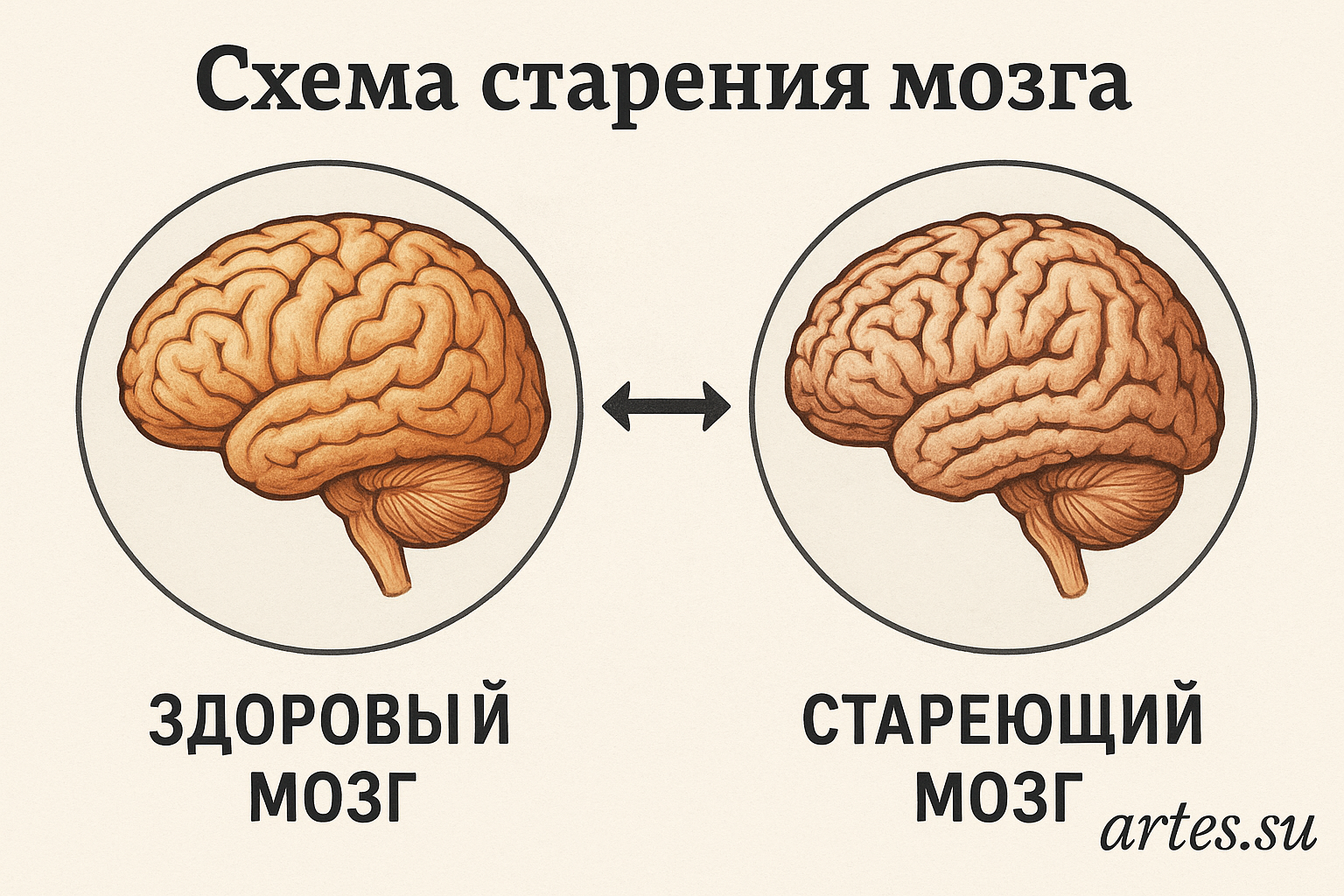 Старение мозга: как его можно замедлить